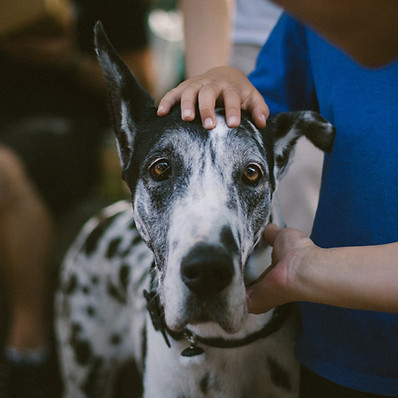 Le Reiki animal