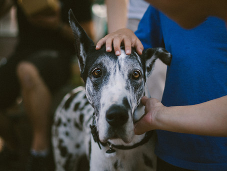 כלב חדש בבית – מזל טוב – טיפול וגידול   