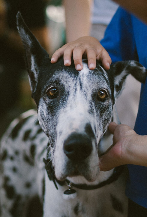 Large Great Dane Dog and Handler