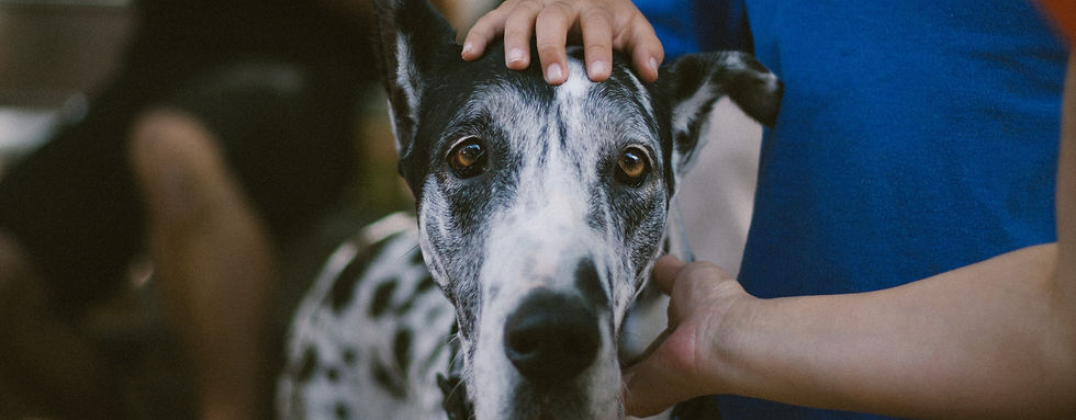 Great Dane