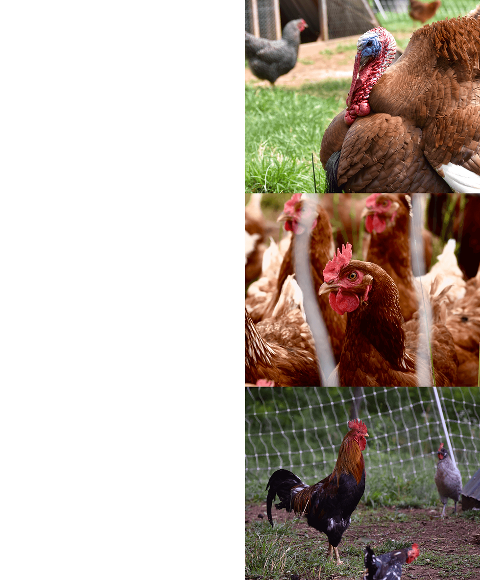 Poultry-compressor.png