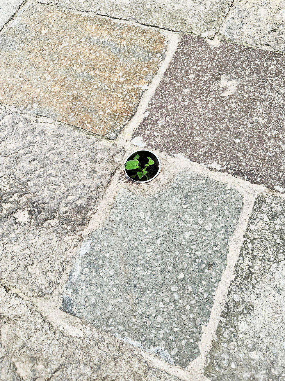 Antonio Foscari. Le Rive. Il Verde. Le Ombre | Courtesy Ikona Gallery