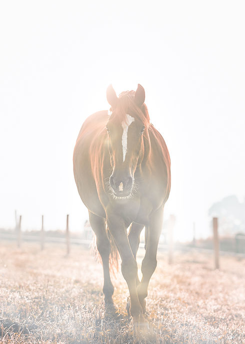 Barn Life-1.jpg