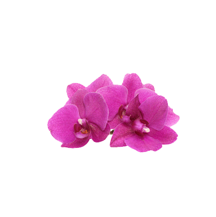 flower1.gif