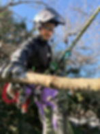 樹木管理　剪定作業