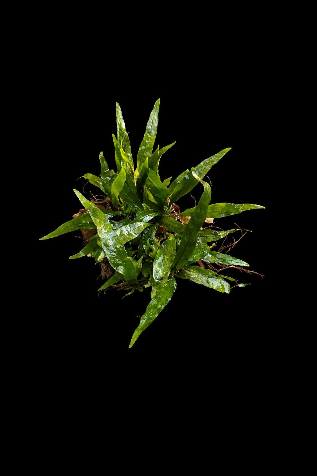 Microsorum sp. 'Sulawesi' - Porte: Pequeno