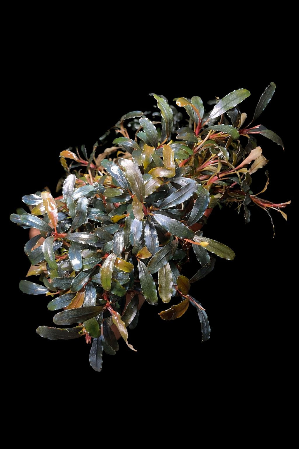 Bucephalandra sp. 'Ground'