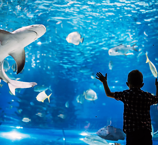 Palma Aquarium Mallorca Unterwasserwelt Haie und Fische Familien Ausflug