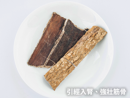 《聰明的管家系列》容易再生的中藥聖品 - 杜仲