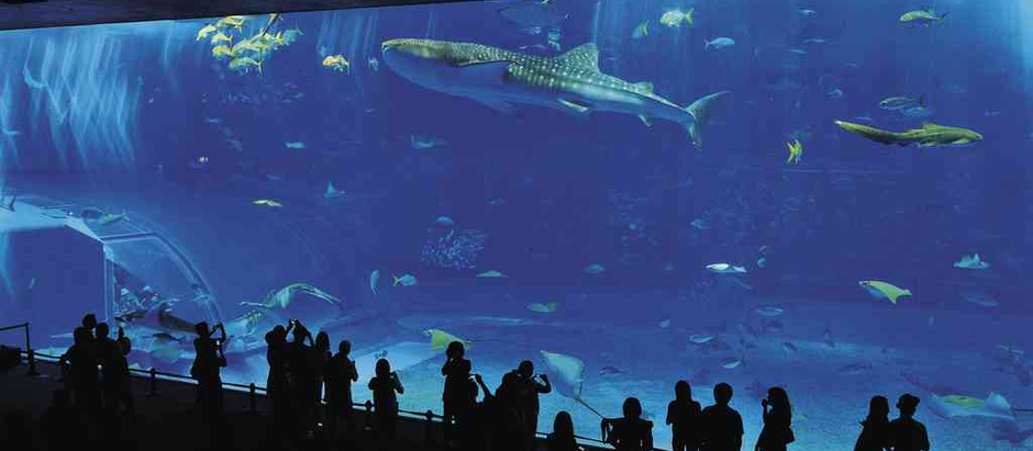 本部半島 │ 全球第二大水槽【 沖繩美麗海水族館 】