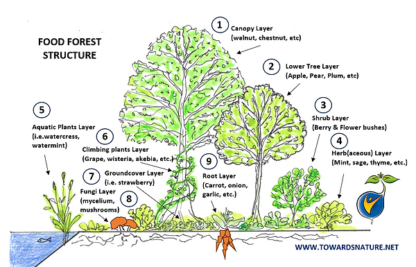 Food Forest Structure.png