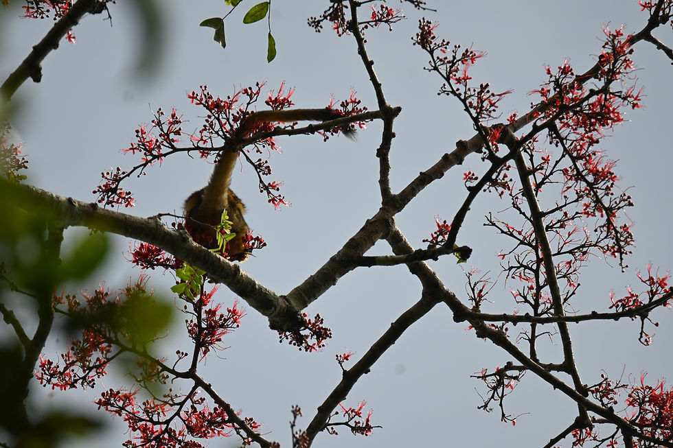 Black-capped Squirrel Monkey