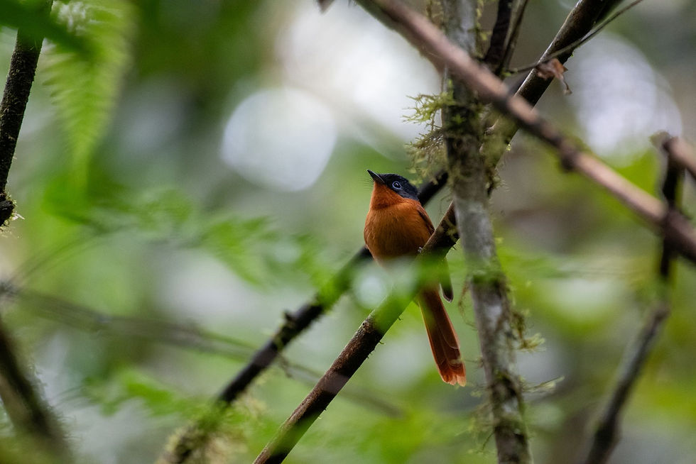 Paradise Flycatcher
