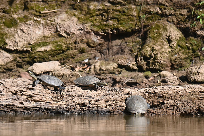 DSC_4851.JPG