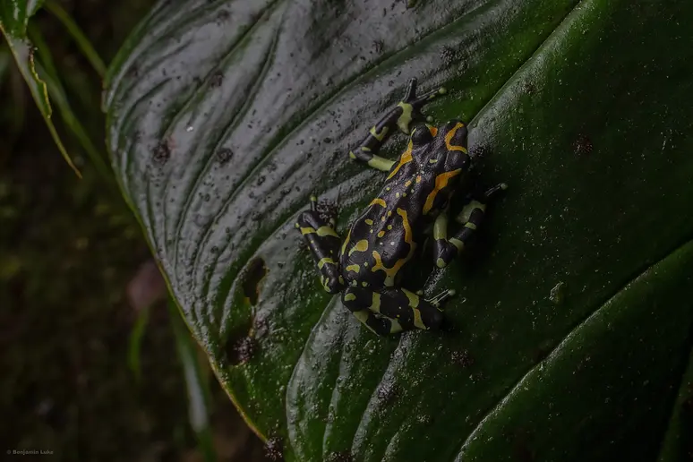 Harlequin-Toad-.webp