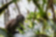 Eastern lesser bamboo lemur - Hapalemur griseus.jpg