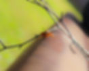 Cassie_Kennedy_Wally Wasp_Photography_2021.jpg