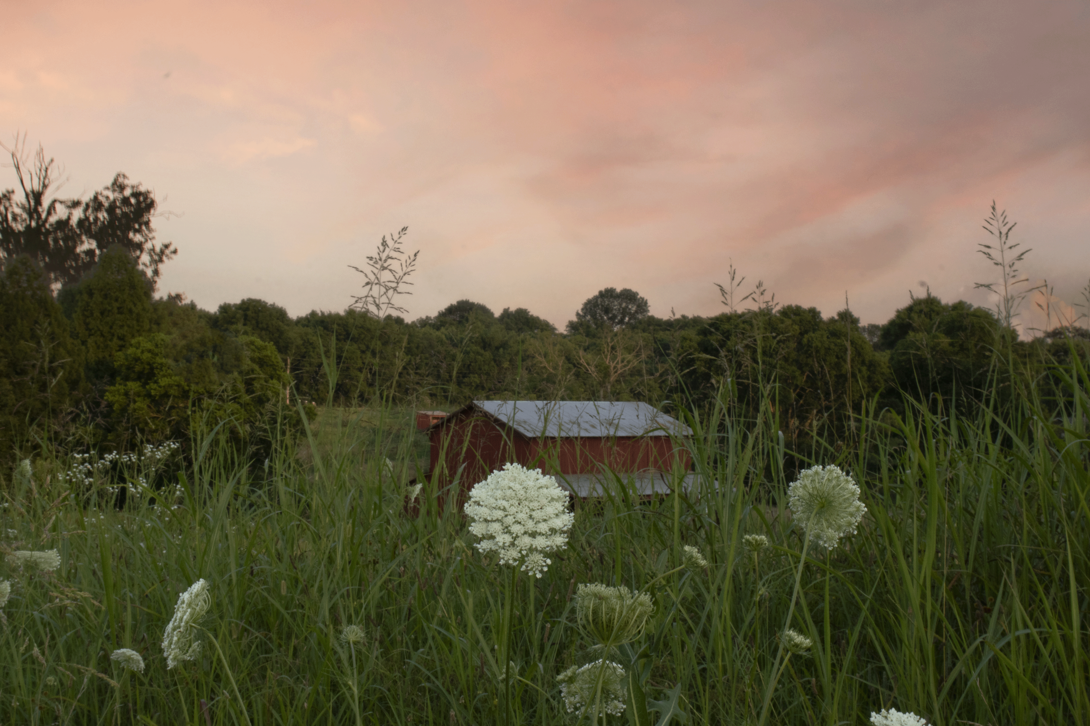 Cassie Kennedy_Photos_ Barn_ jul 15-9.gif