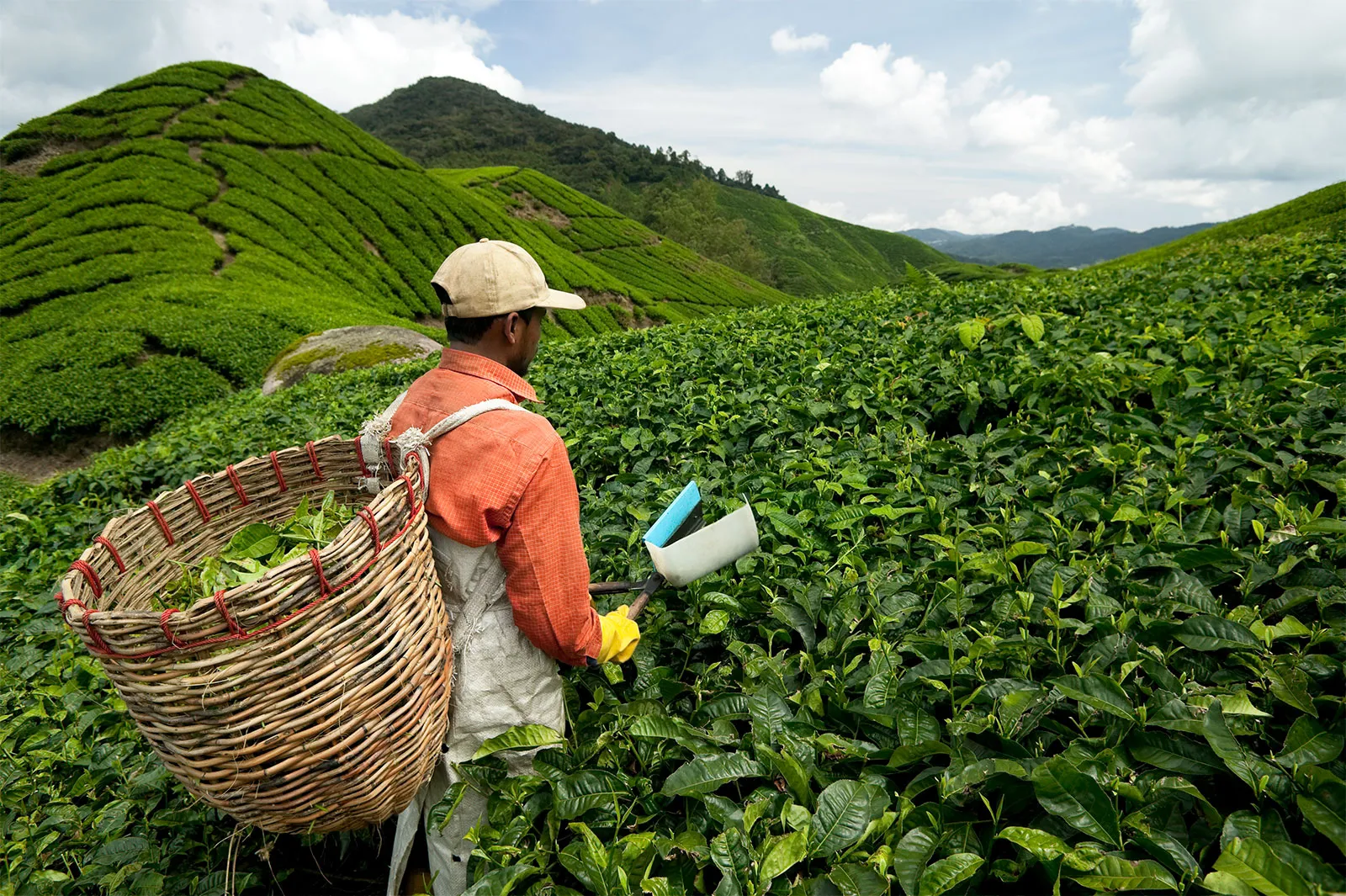 agriculture.webp