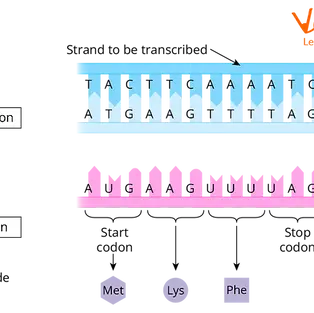 Synthetic biology: A new era of possibilities