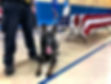 Police Dog Honor Guard K9 Training