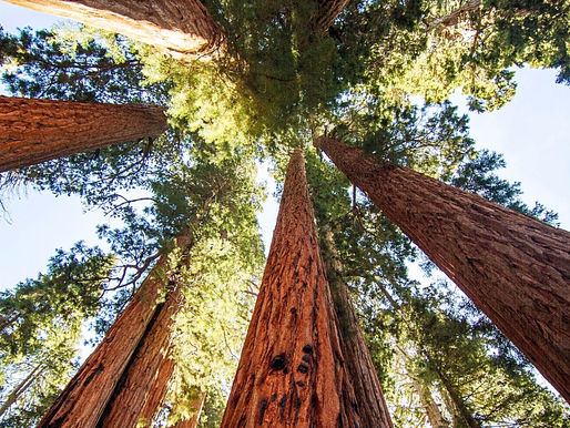 A Few Favorites in Sequoia National Park