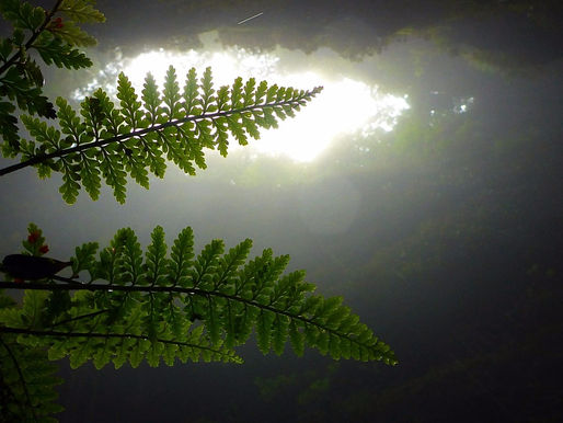 Lost World Adventure: Waitomo Glowworm Caves
