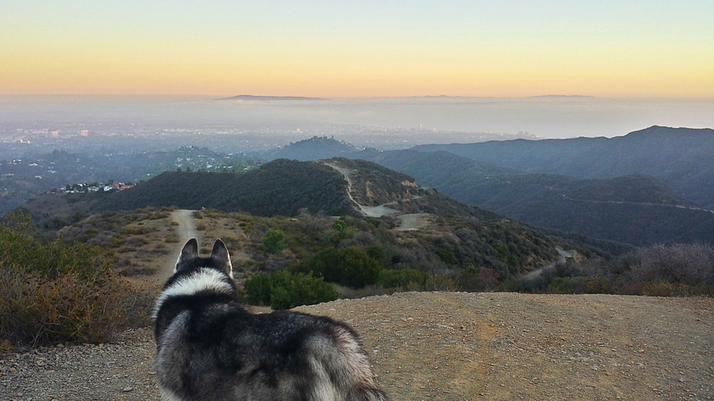 Dog Friendly Hikes in California