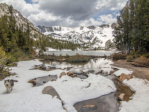 Favorite Dog Friendly Hikes in California