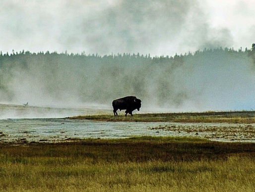 A Drive Through Yellowstone National Park