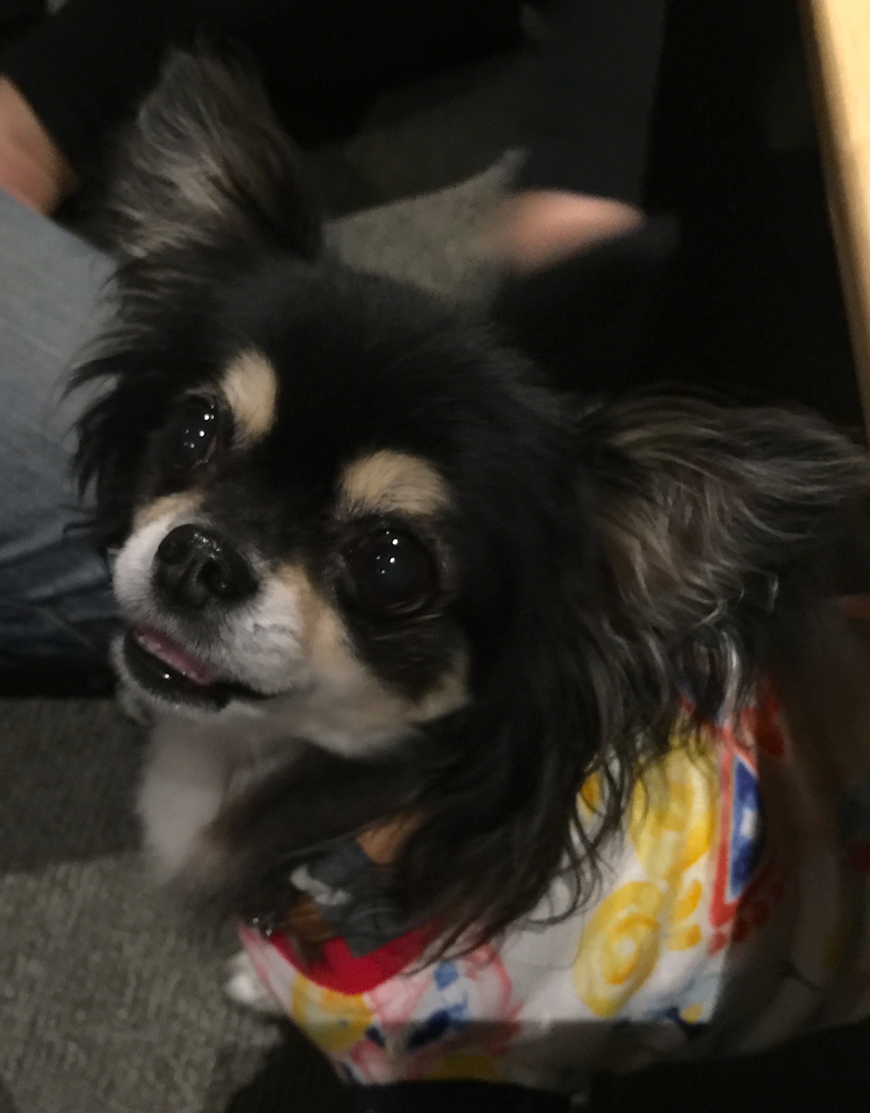 アデルちゃん