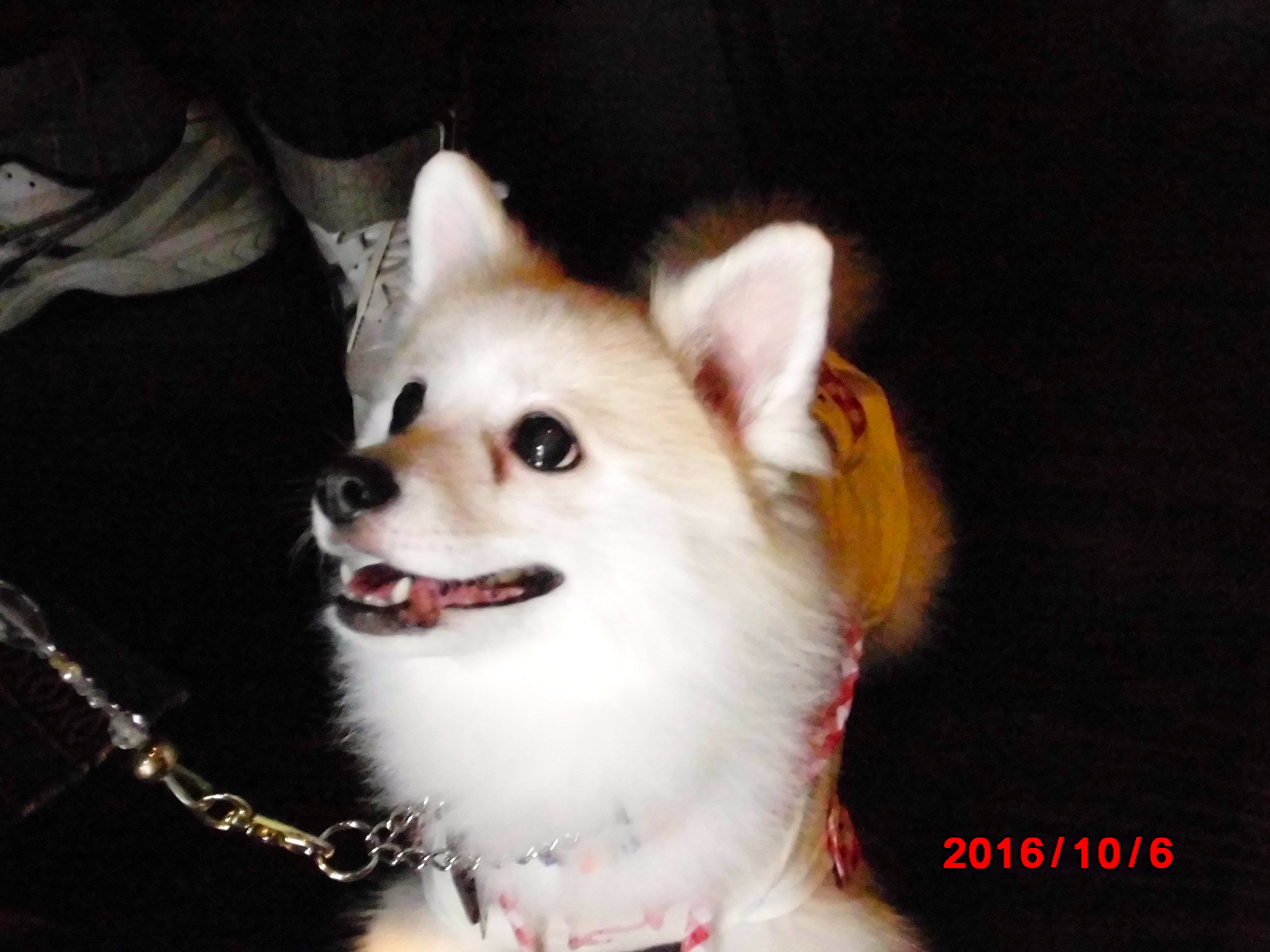 ティアラちゃん