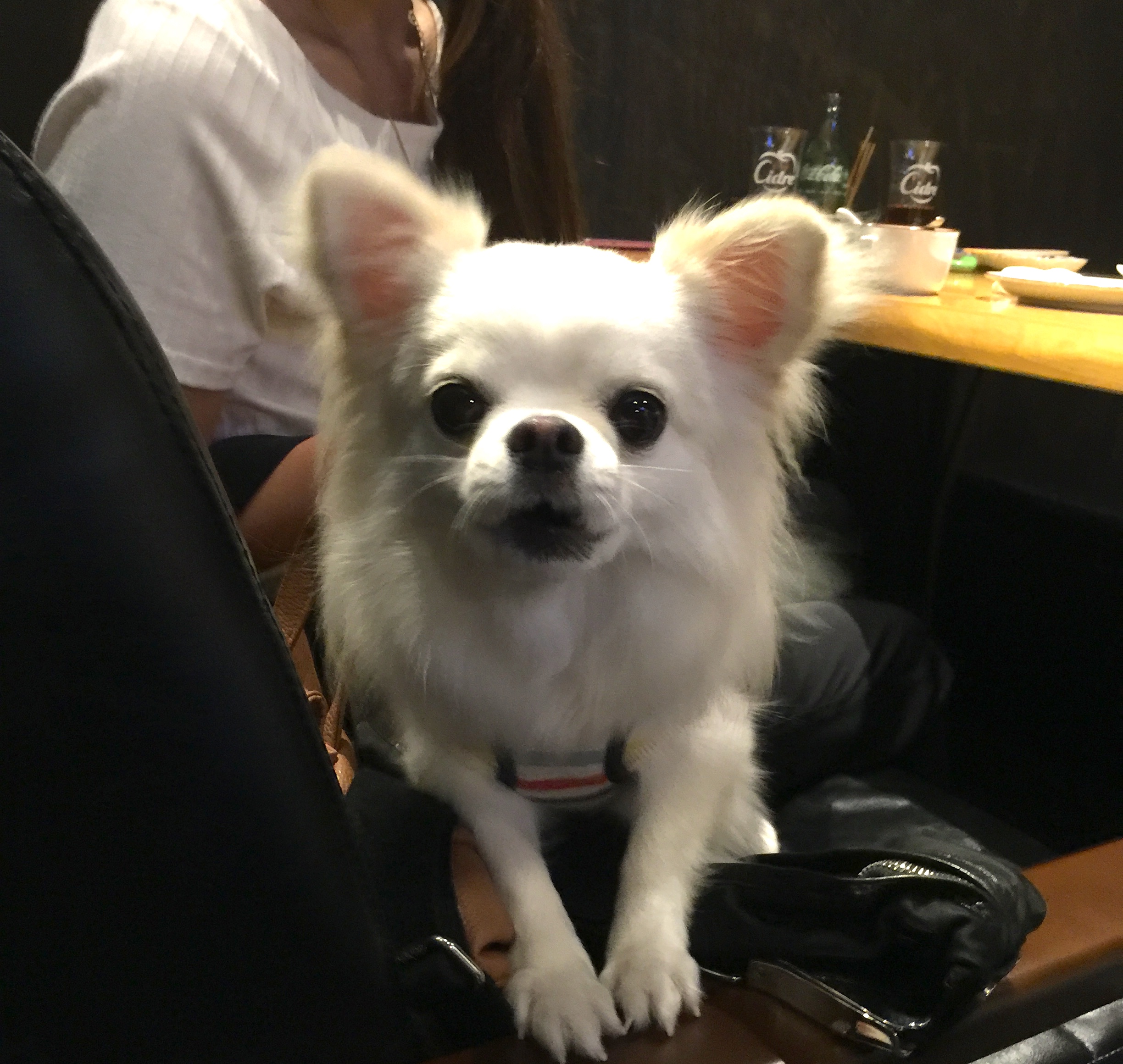 ちくわくん