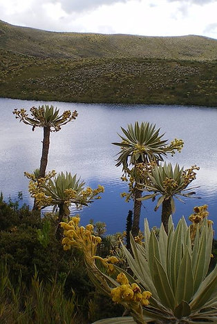 MI TIERRA
