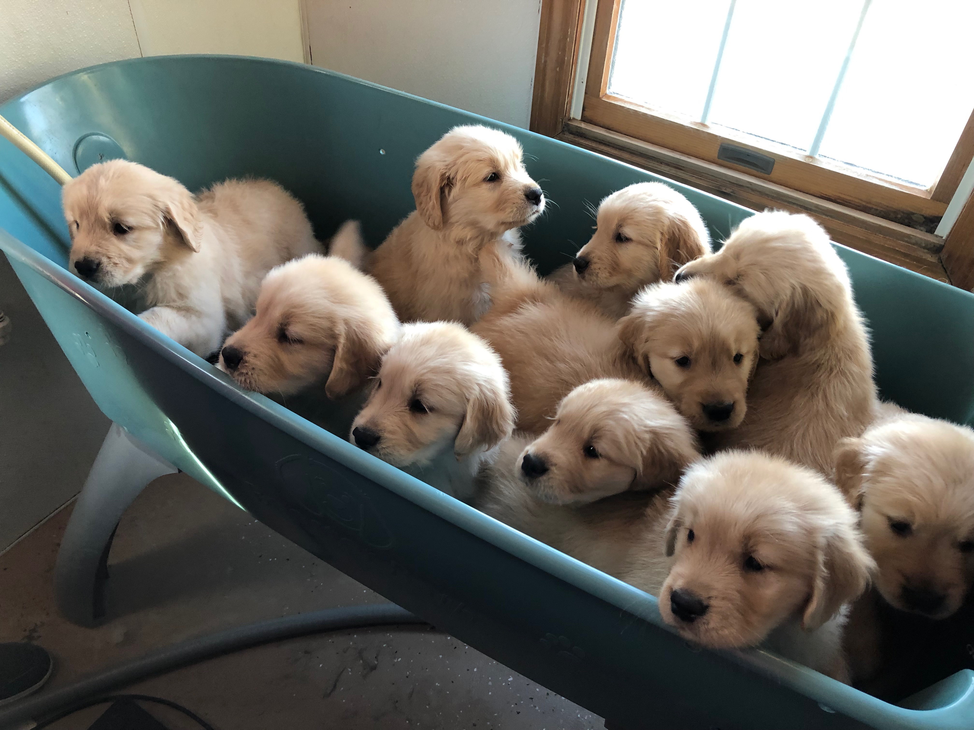 Golden Retriever Club Website