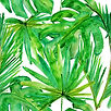 Les feuilles tropicales