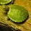 縮圖：WATER TURTLE MEDIUM
