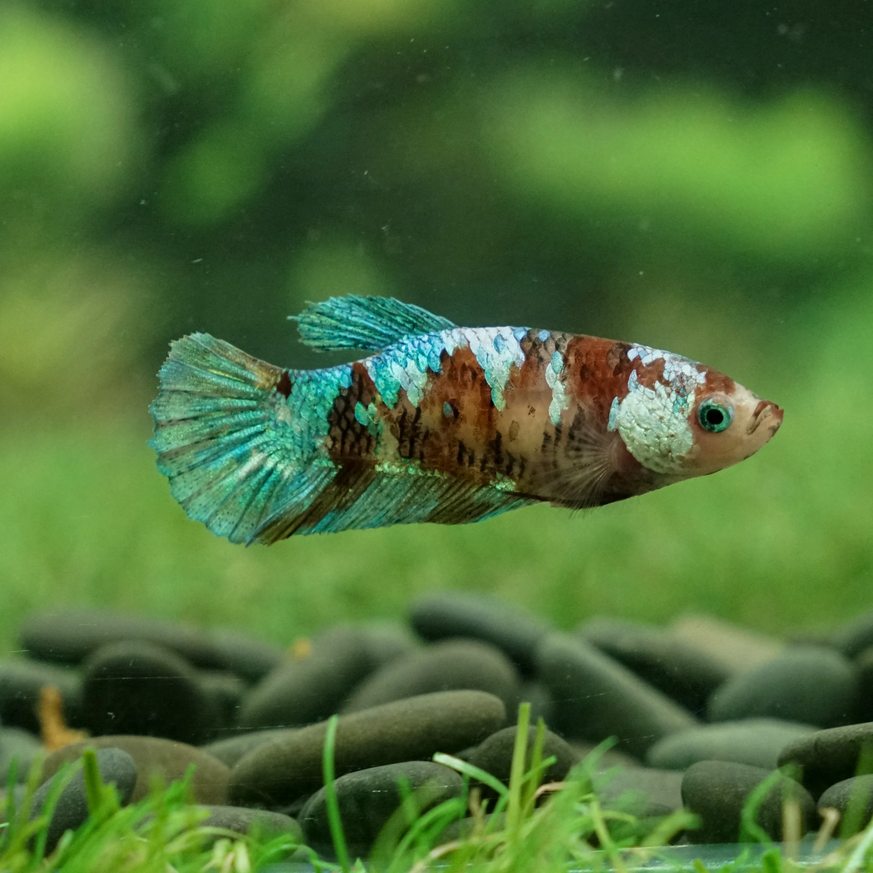 BETTA PLAKAT FEMALE 3CM