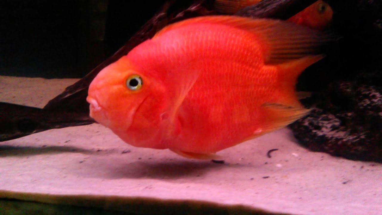 BLOOD RED PARROT  12CM