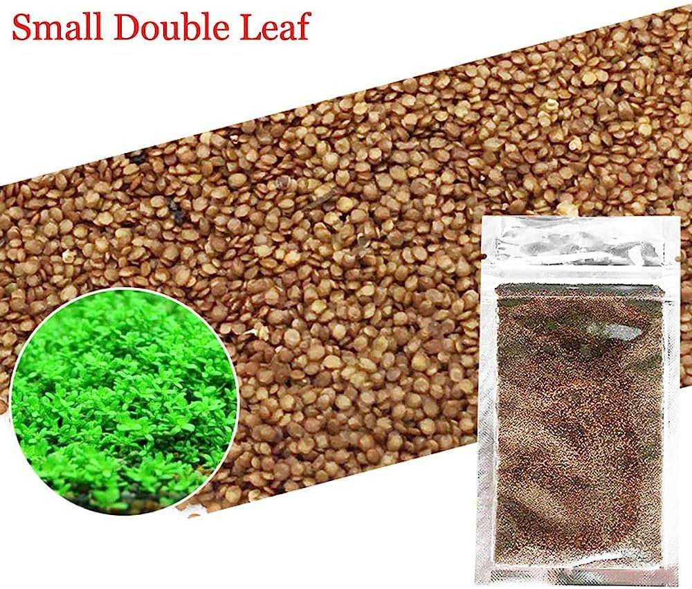 GLOSSOSTIGMA PLANT SEEDS (SMALL)