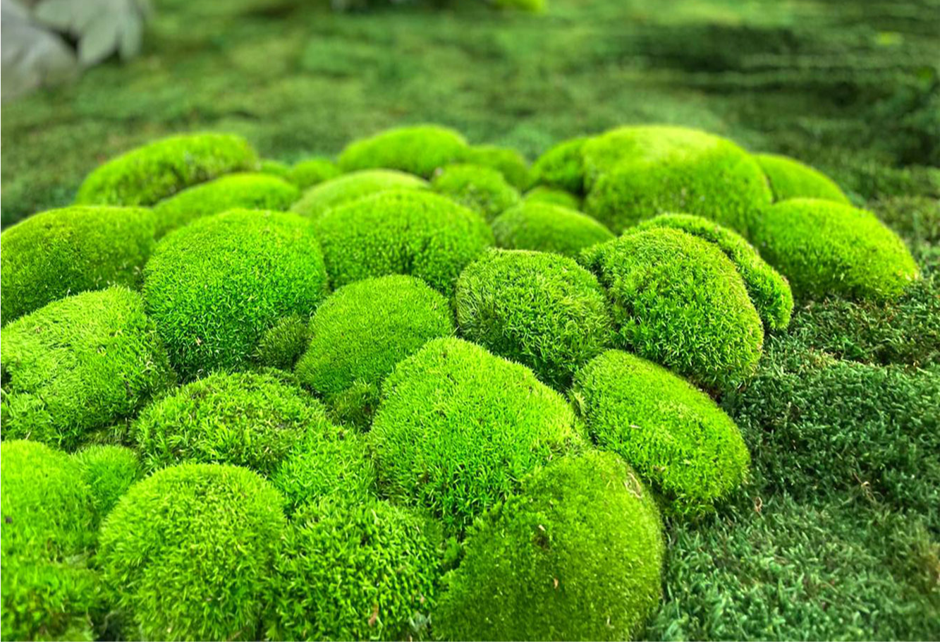 LAND PILLOW MOSS GRADE A