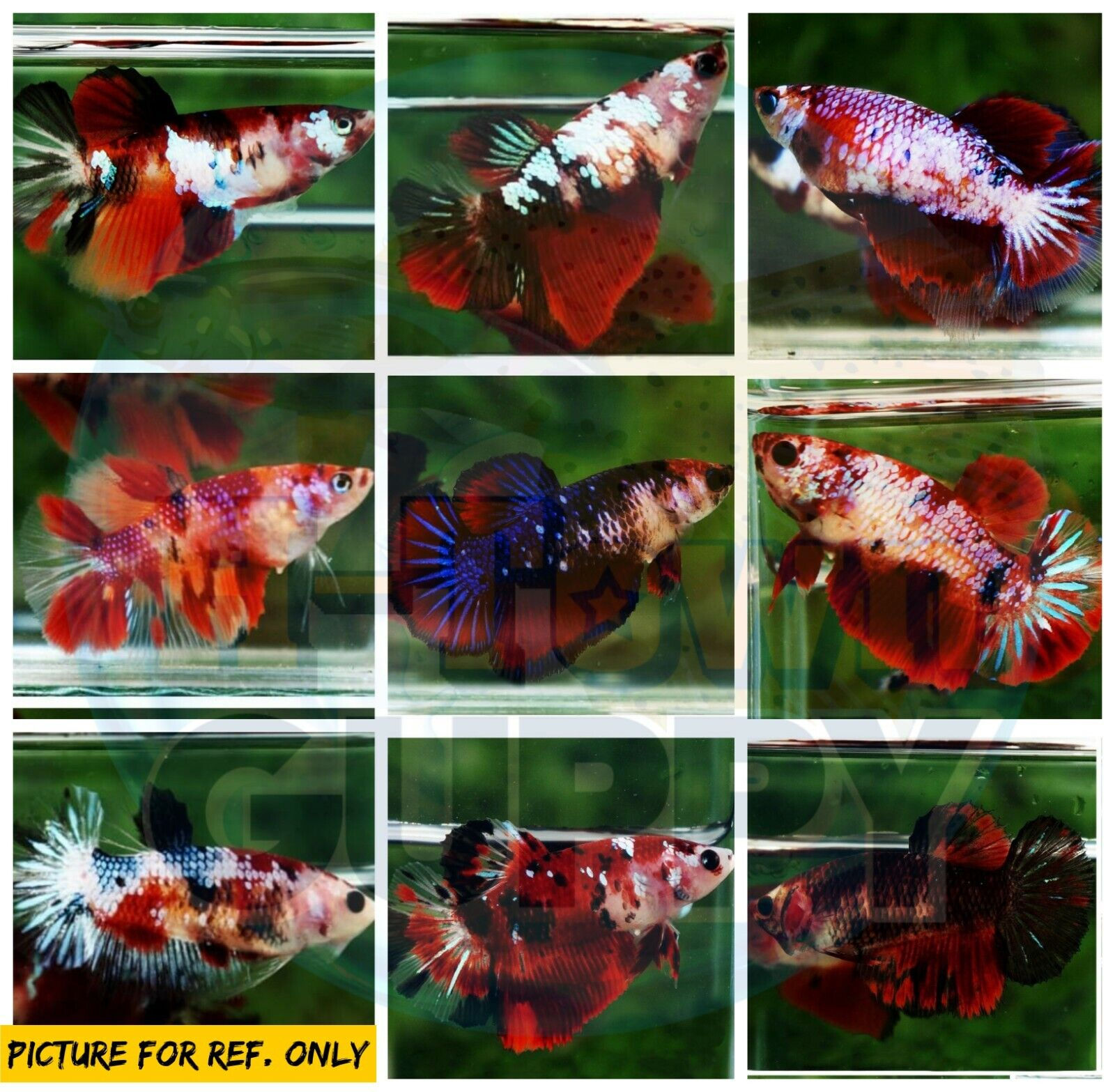 BETTA PLAKAT FEMALE MIX