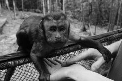 Cerelias, Tarapoto, Peru