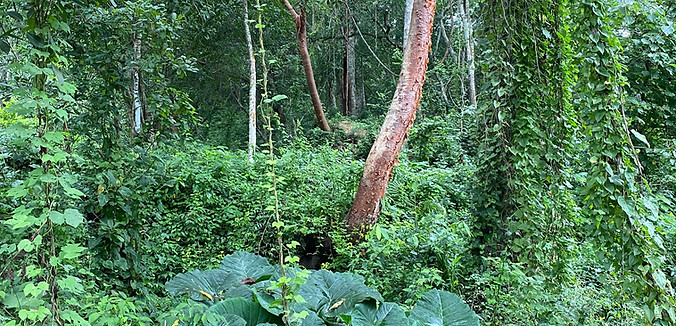 selva Iyari kie.jpeg