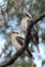 Kookaburra