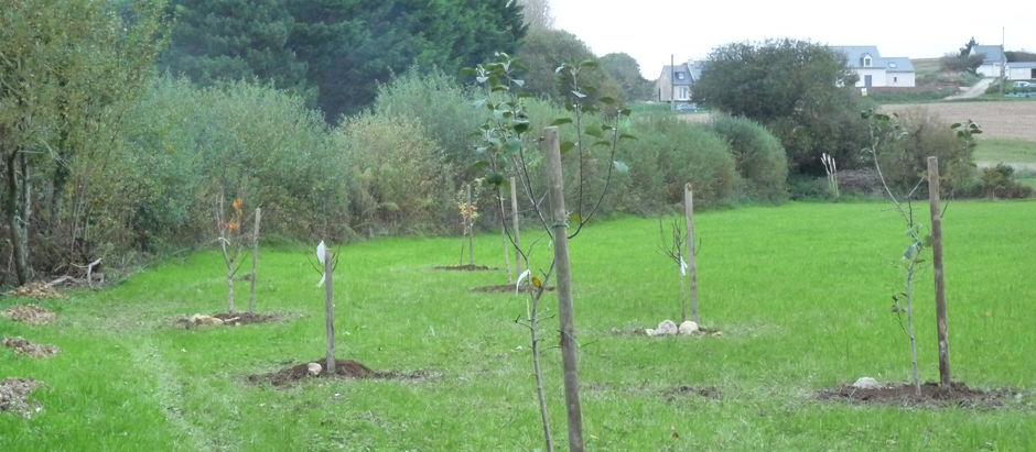 First steps in the Hasard Cidre Orchard
