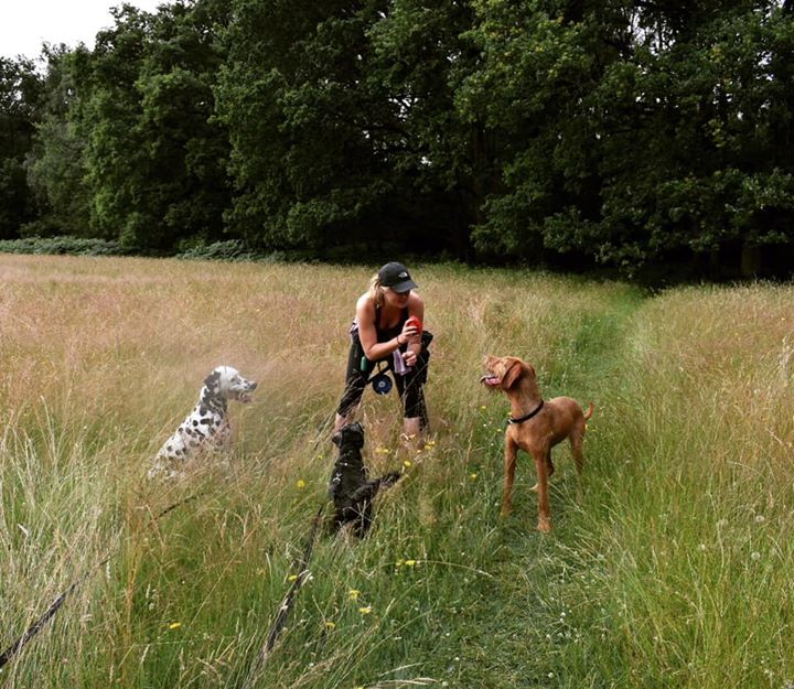 Dog Walking, Day Care, Boarding Spot On Dog Walks & Adventures