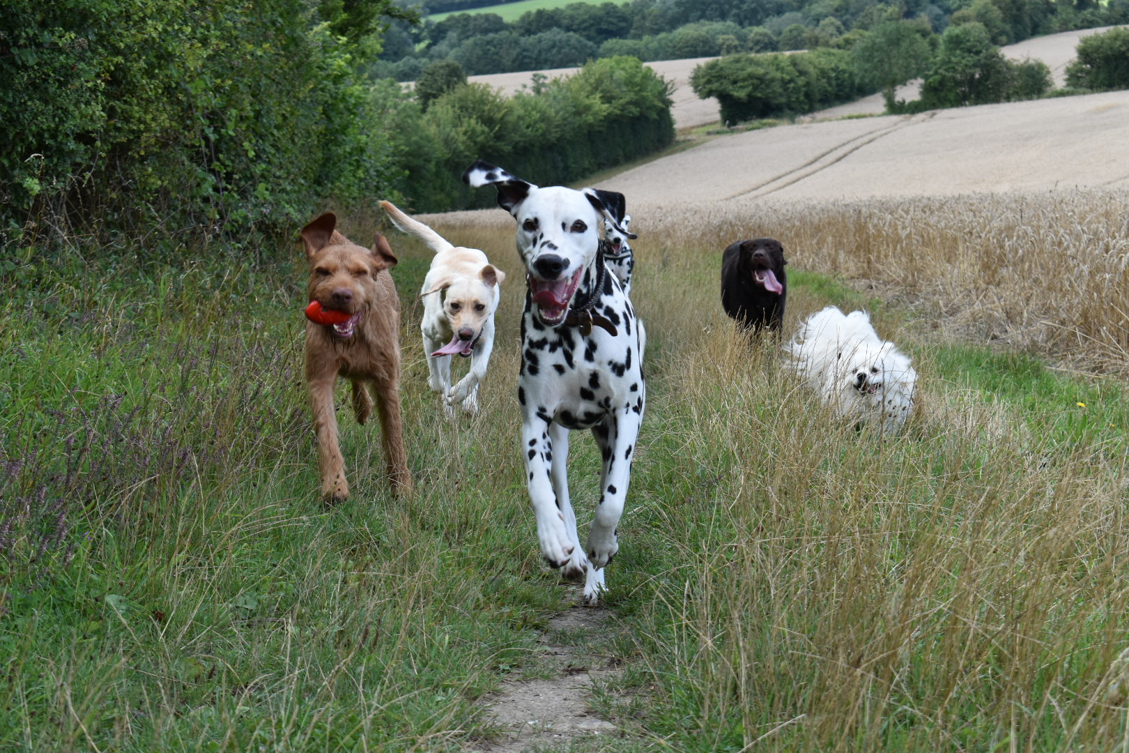 Dog Walking, Day Care, Boarding Spot On Dog Walks & Adventures