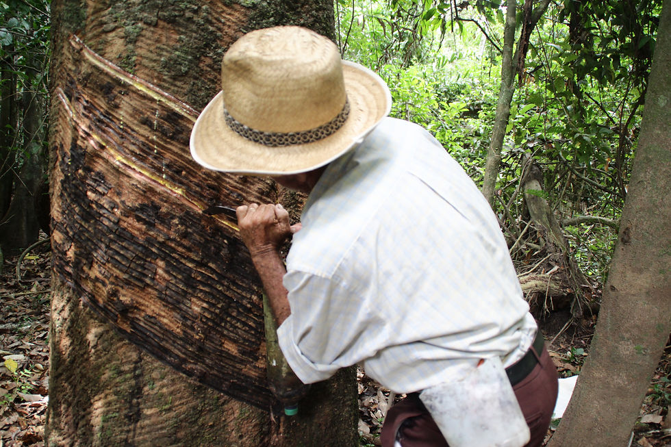 História, Comunidades e o Rio Xingú