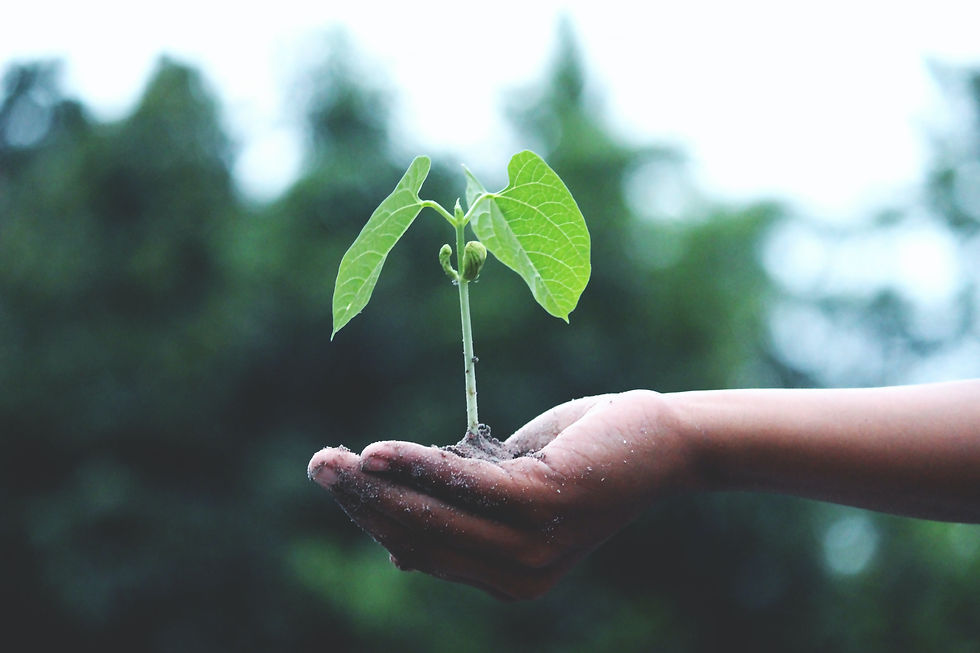 A hand holding soil with a plant growing out of it